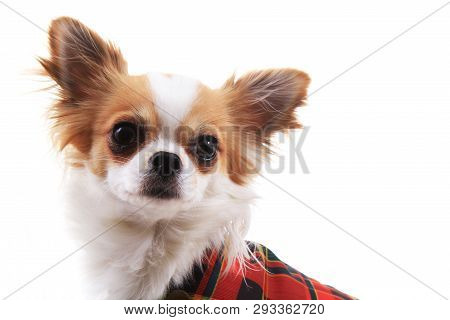 Dressed Chihuahua Violka