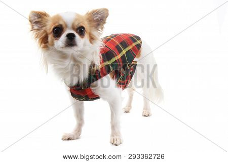 Dressed Chihuahua Violka