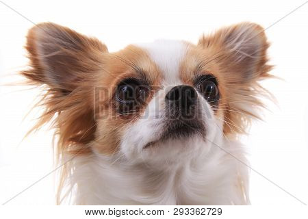 Head Of My Sweet Chihuahua Violka