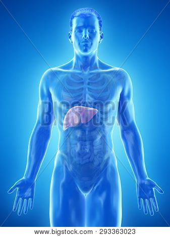 3d rendered medically accurate illustration of a mans liver