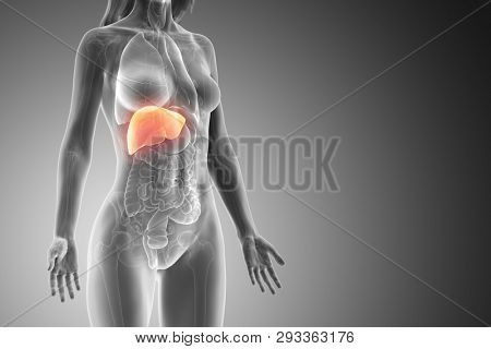 3d rendered medically accurate illustration of a womans liver