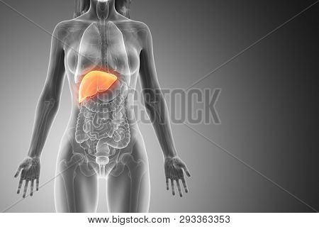3d rendered medically accurate illustration of a womans liver