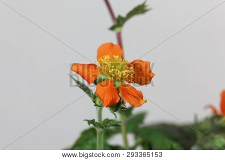 Dwarf Orange Avens, Geum Coccineum