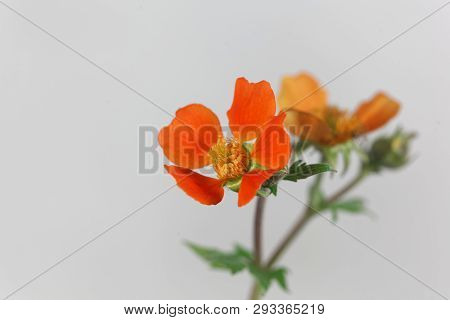 Dwarf Orange Avens, Geum Coccineum