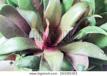 Crassula Orbicularis Var Rosularis