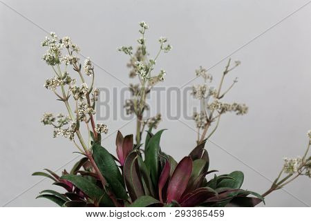 Crassula Orbicularis Var Rosularis