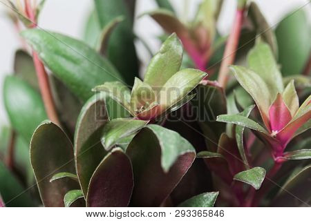 Crassula Orbicularis Var Rosularis