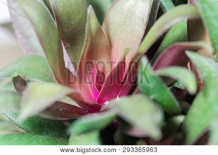 Crassula Orbicularis Var Rosularis