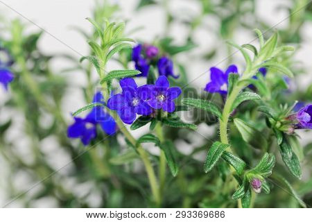Purple Gromwell, Lithodora Diffusa, Flowers