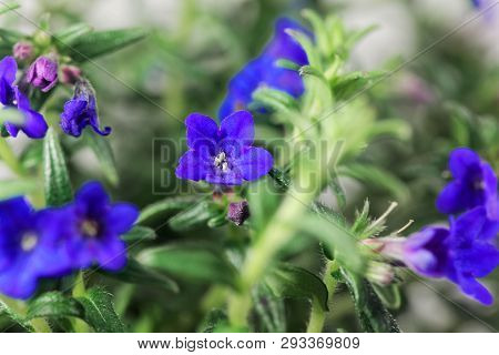 Purple Gromwell, Lithodora Diffusa, Flowers