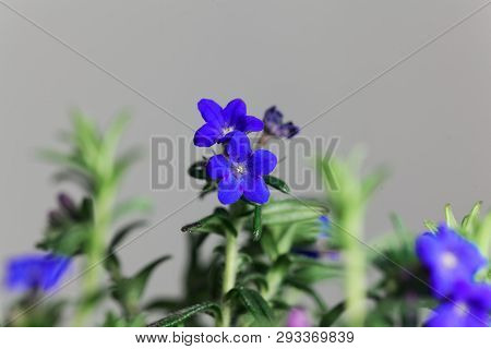 Purple Gromwell, Lithodora Diffusa, Flowers