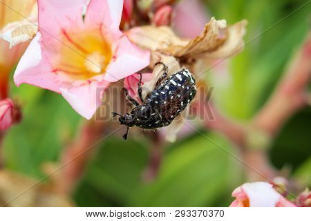 This Is A Close Up Of A Weevil Beetle