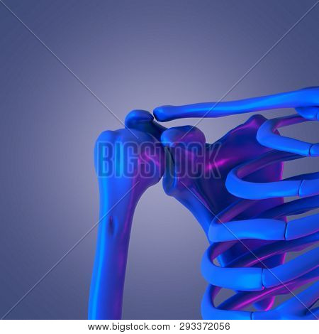3d rendered abstract rendering of the skeletal shoulder