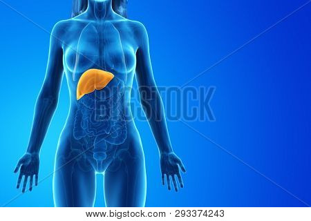 3d rendered medically accurate illustration of a womans liver