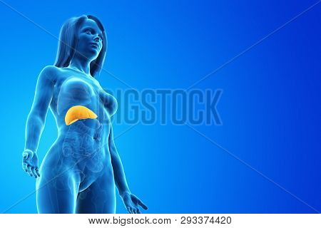 3d rendered medically accurate illustration of a womans liver