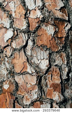 Pine Tree Bark Texture And Background, Macro View Of Natural And Organic Pine Bark Pattern. Rough An