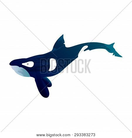 Illustration Of Grampus With Watercolor Splashes. Vector Killer Whale For Your Design.