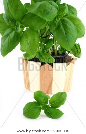 Bazalka na bílém pozadí