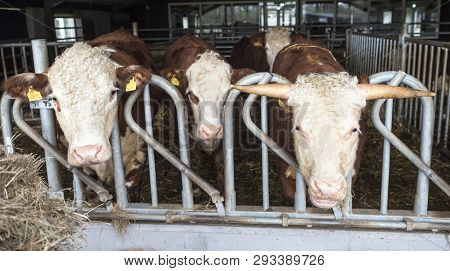 White Headed Hereford Bulls In Open Stable Near Amersfoort In The Netherlands