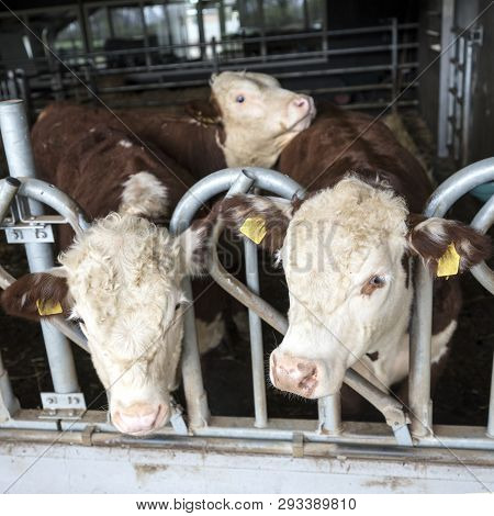 White Headed Hereford Bulls In Open Stable Near Amersfoort In The Netherlands