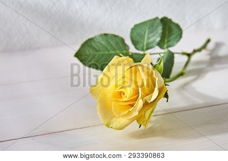 Yellow Rose On A Light Background Of Boards In Light Morning Light