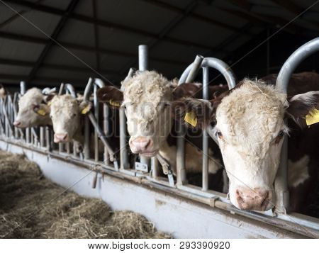 White Headed Hereford Bulls In Open Stable Near Amersfoort In The Netherlands