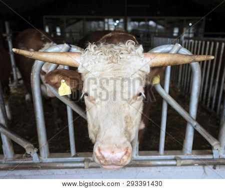 White Headed Hereford Bulls In Open Stable Near Amersfoort In The Netherlands
