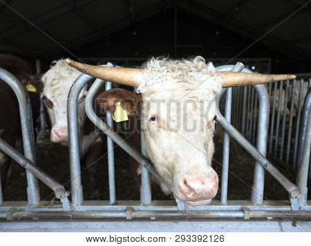 White Headed Hereford Bulls In Open Stable Near Amersfoort In The Netherlands