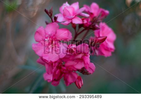 Close-up Of Eautiful Pink Flower With Blurred Background