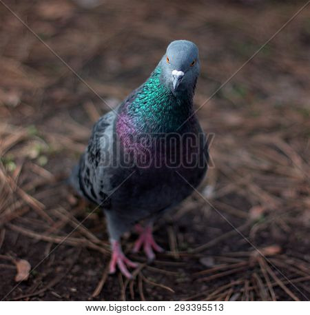 A Dove With Blurred Background In Warm Tones