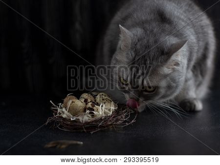 Gray Cat Sniffs At Quail Eggs And Licks Its Lips
