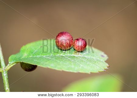 A Close Up Of A Gall Apples, Gall Apple On A Leaf