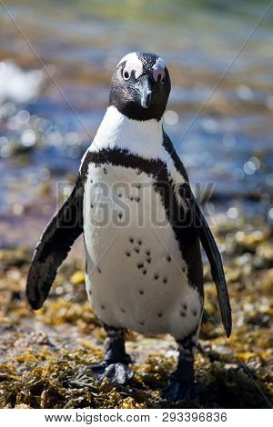 African Penguin Spheniscus Demersus On Boulders Beach Near Cape Town South Africa Relaxing In The Su