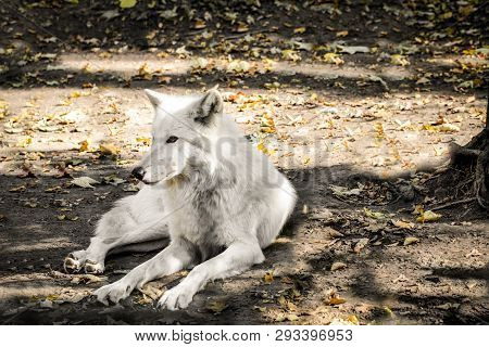 A Portrait Of A Wolf, Polar Wolf