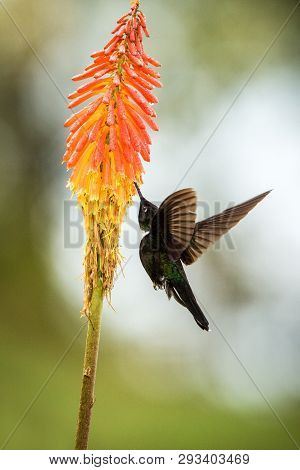 Colared Inca Howering Next To Yellow And Orange Flower, Colombia Hummingbird With Outstretched Wings