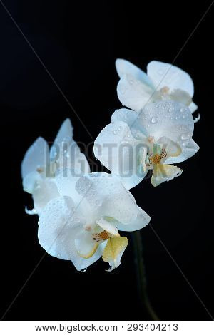 White Orchid Macro Shot Isolated On Black Background. Photo Tonted Blue.