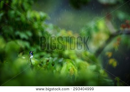 White-necked Jacobin Sitting On Branch In Rain, Hummingbird From Tropical Rain Forest,colombia,bird 