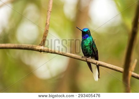 Endemic Santa Marta Sabrewing Sitting On Branch,hummingbird From Tropical Forest,colombia,bird Perch