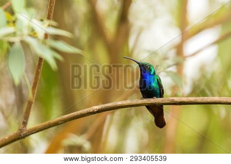 Endemic Santa Marta Sabrewing Sitting On Branch,hummingbird From Tropical Forest,colombia,bird Perch