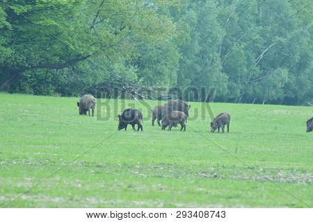 Wildlife Wild Boar Near The Forest Grazing Grass