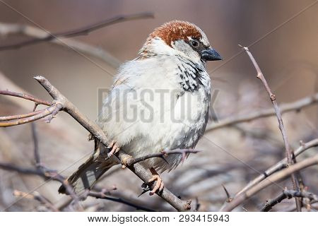 Sparrow On A Branch