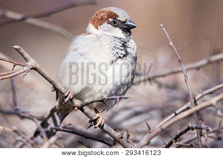 Sparrow On A Branch