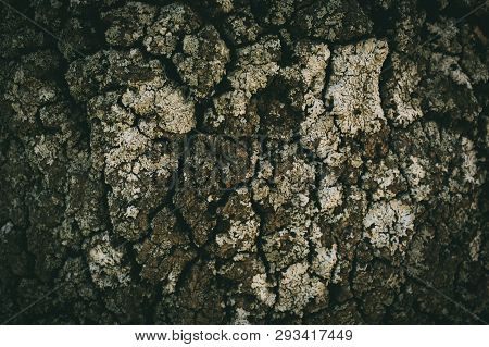 Oak Tree Bark Texture And Background For Design. Close View Of Old Rough Oak Bark Texture. Abstract 