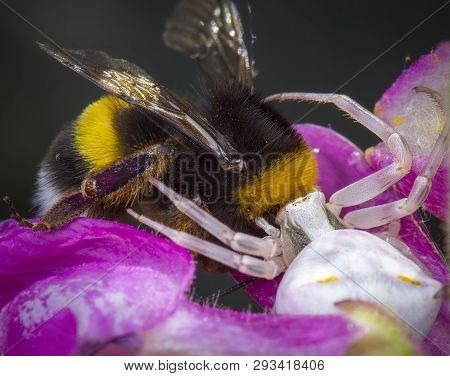 Little Honey Bee Caught By Synema Globosum Spider