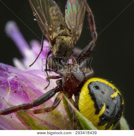 Little Honey Bee Caught By Spider Synema Globosum