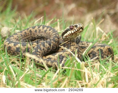 Kobieta Adder (Vipera Berus)