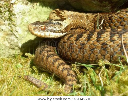 Женский гадюка