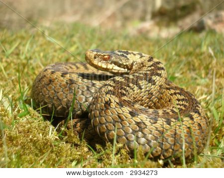 Женские Гадюка (гадюка обыкновенная живёт)