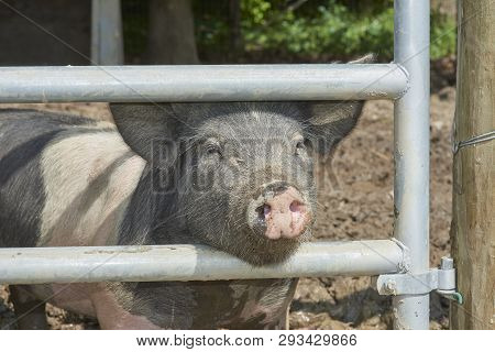 Hog Looking Out Thru Gate Bars In Pig Pen
