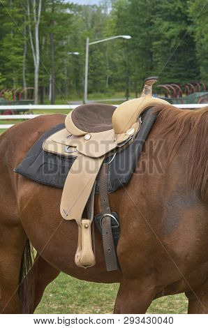 Horse Saddled With Western Saddle Waiting For Rider